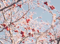 Tischset I Platzset "Vogelbeeren" 12 Stück Aus Hochwertigem Papier 44x32
